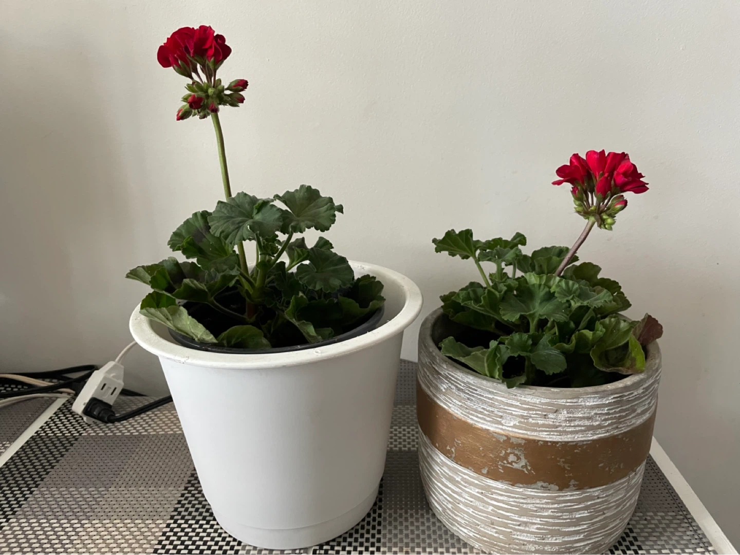 Two Red Geranium Plants