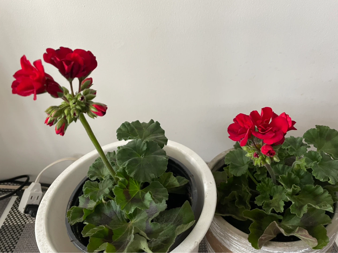 Two Red Geranium Plants - photo 2