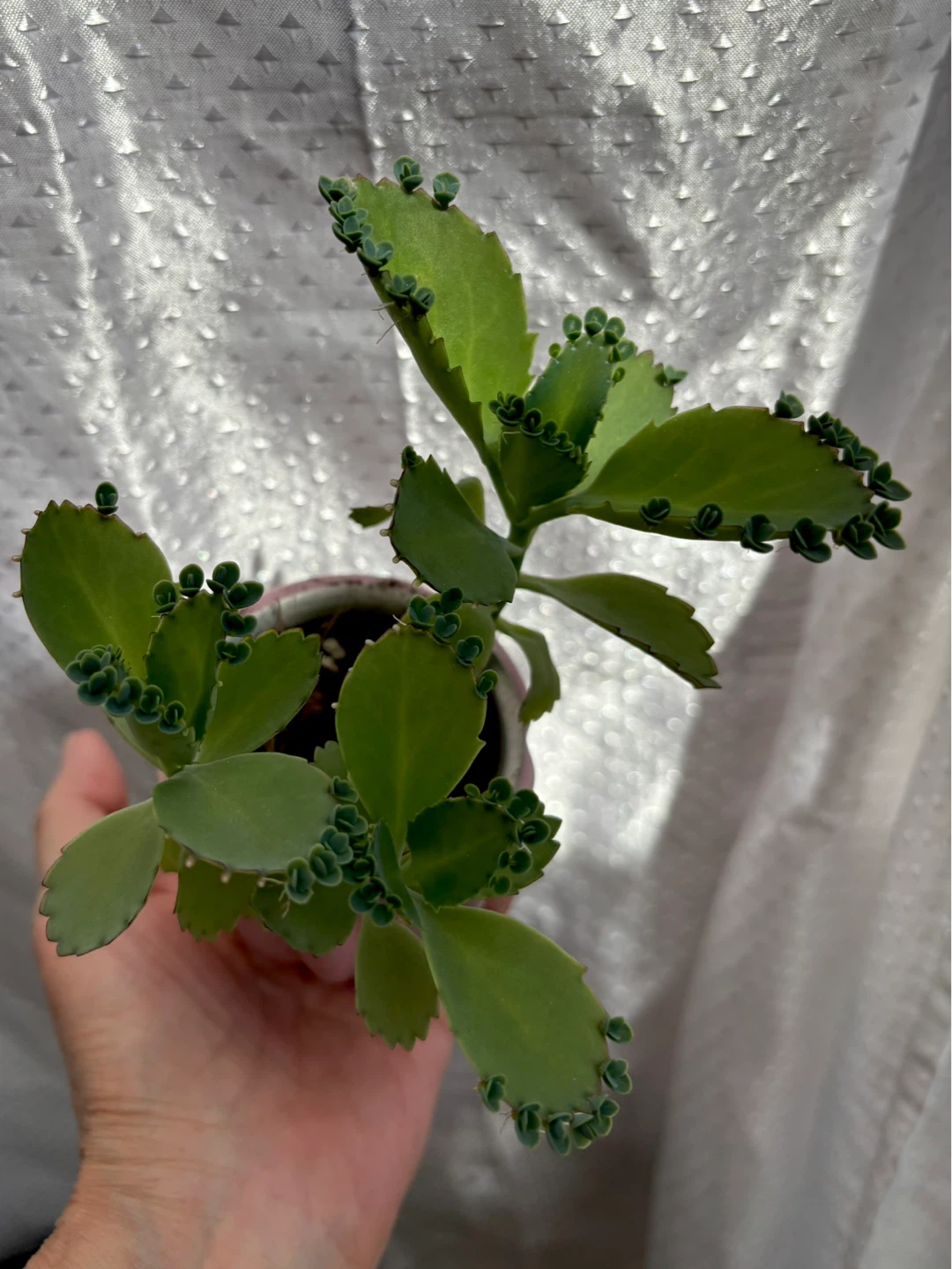 Mother of Thousands Plant in Pink Pot