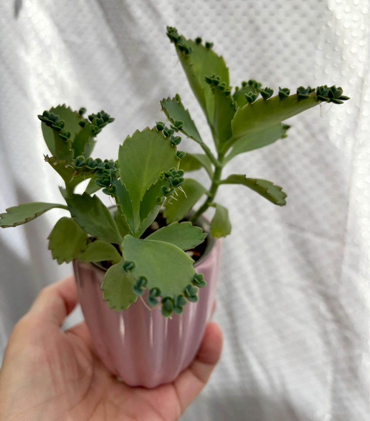 Mother of Thousands Plant in Pink Pot - photo 2