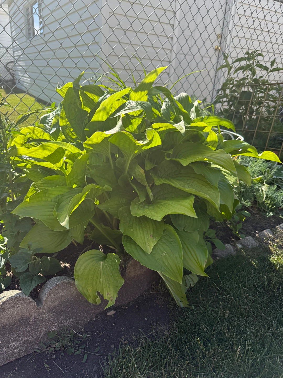 Huge Hosta Plant - Healthy & Established - photo 2