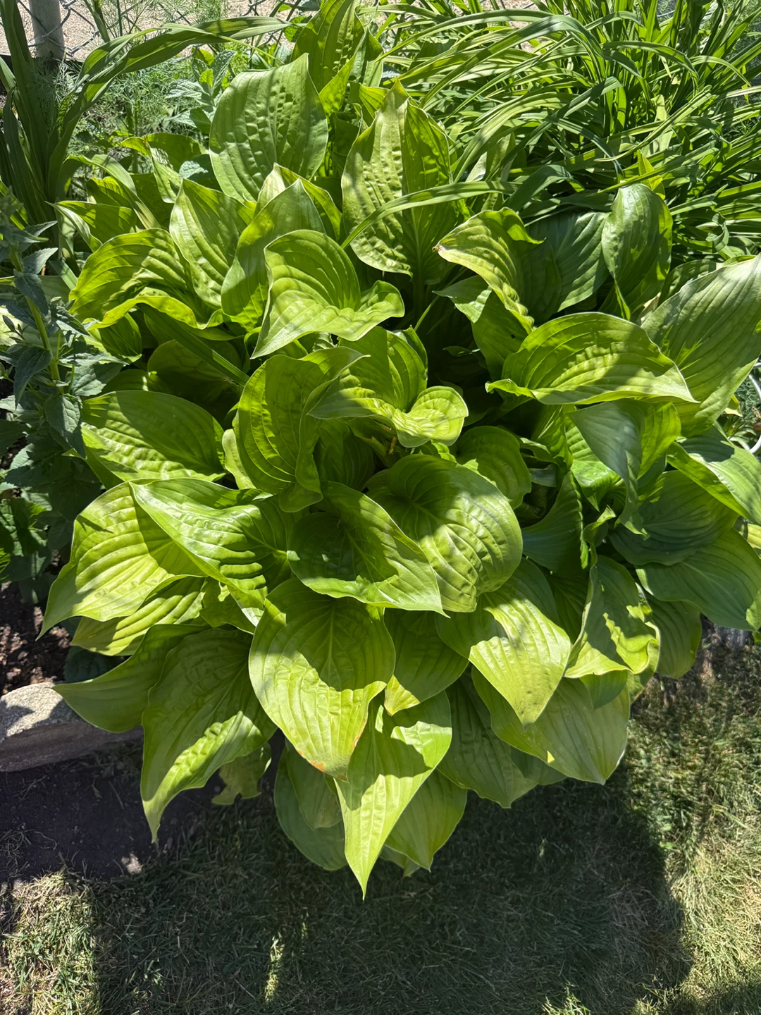Huge Hosta Plant - Healthy & Established