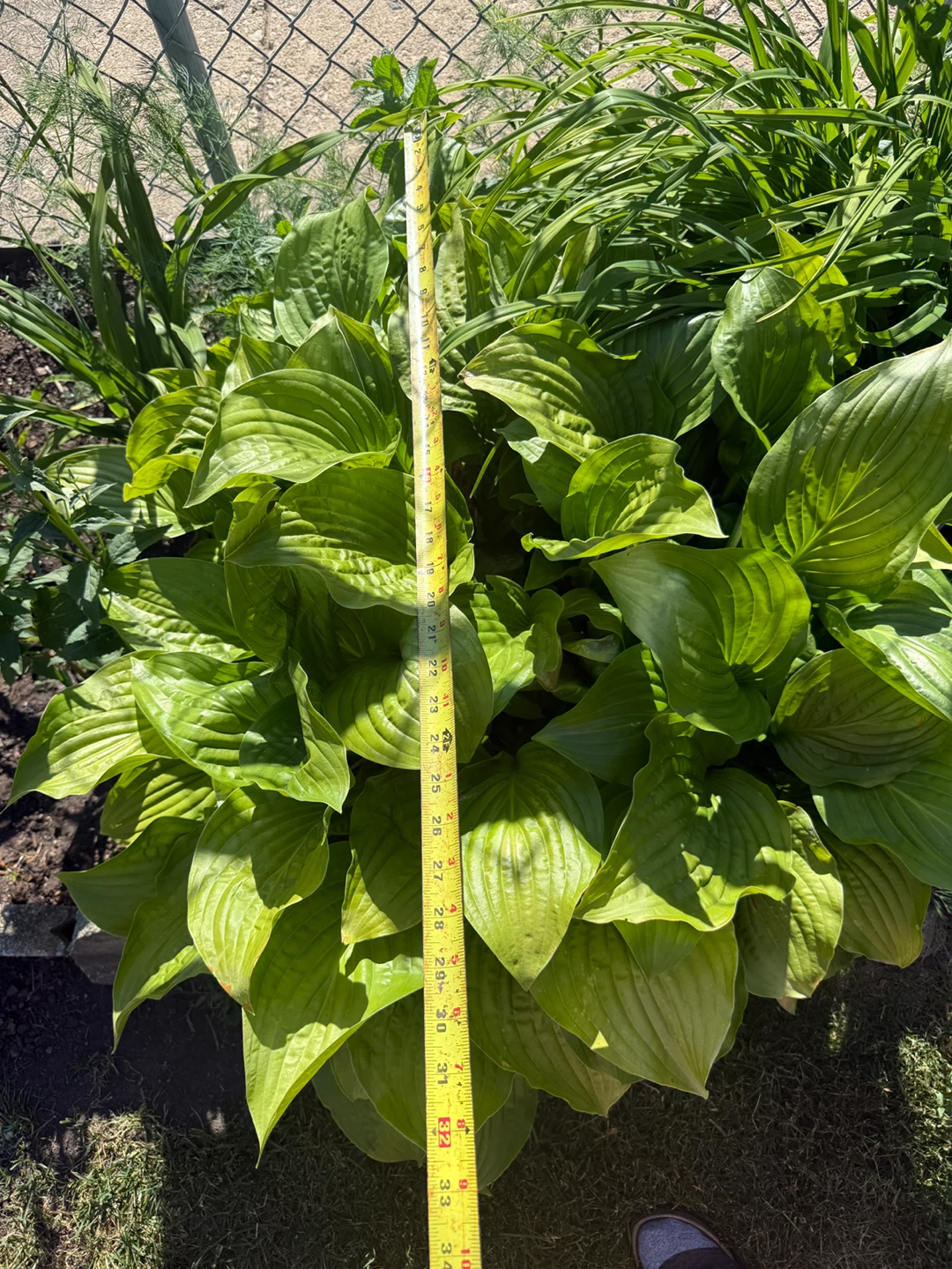 Huge Hosta Plant - Healthy & Established - photo 4