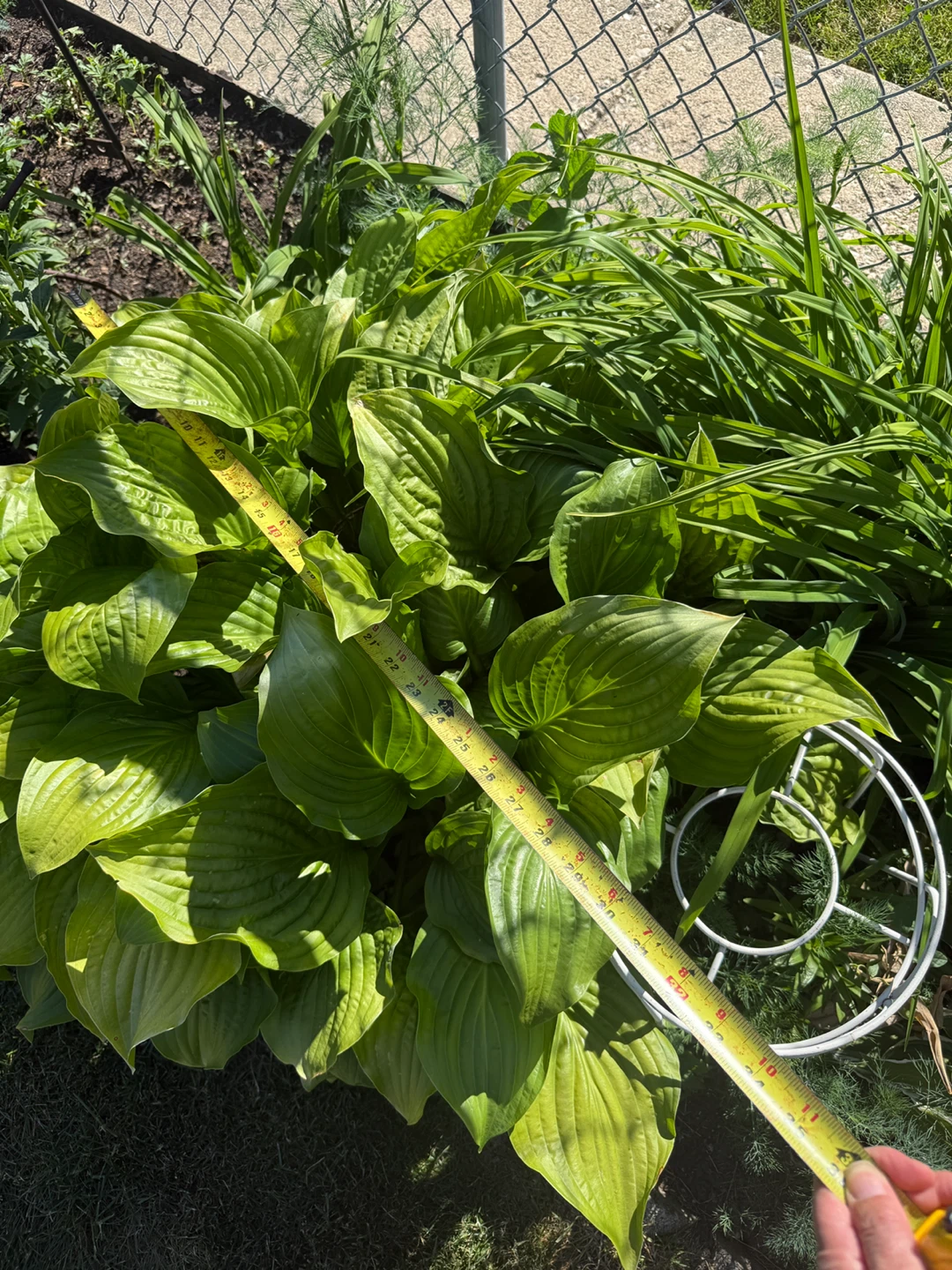 Huge Hosta Plant - Healthy & Established - photo 3