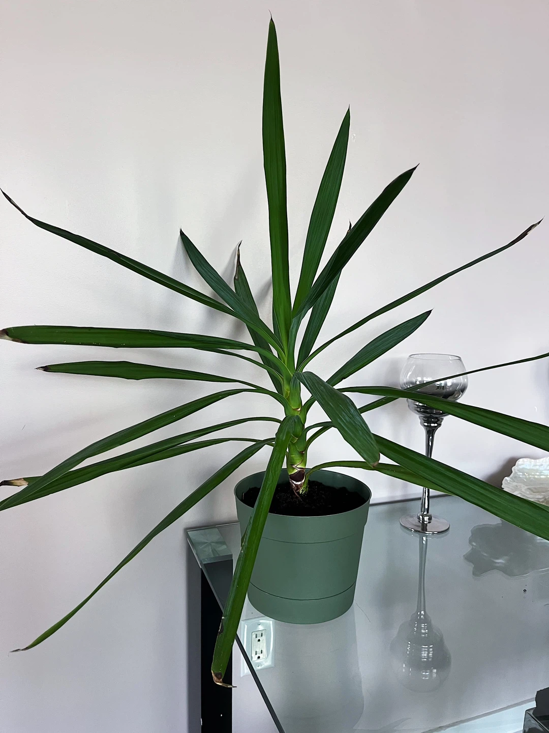 Healthy Spineless Yucca Plant – Newly Repotted in Organic Soil - photo 4