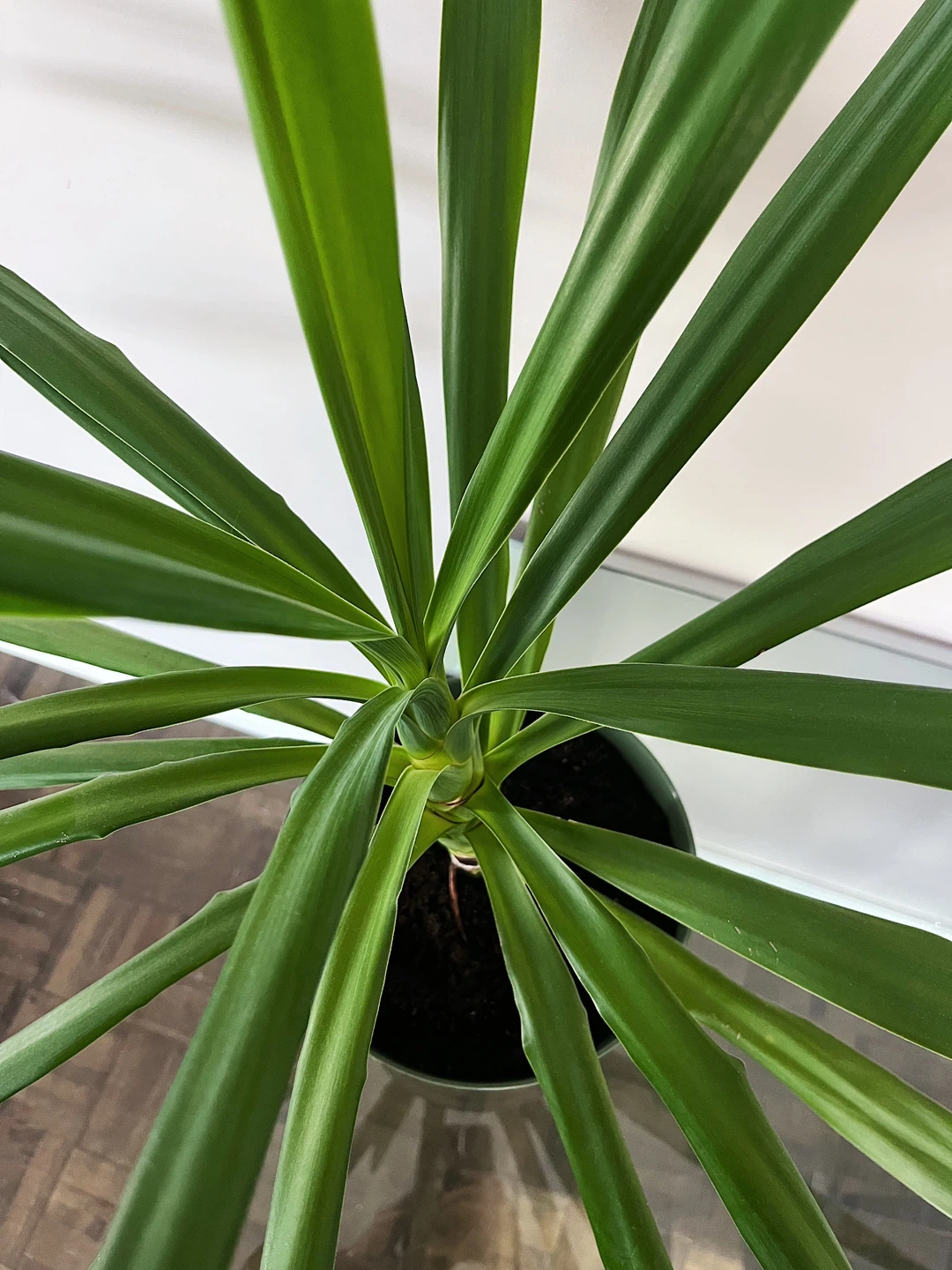 Healthy Spineless Yucca Plant – Newly Repotted in Organic Soil - photo 5