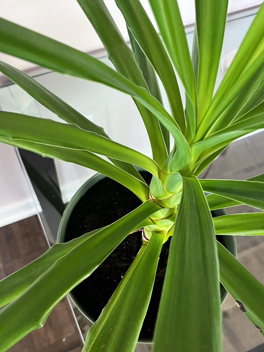 Healthy Spineless Yucca Plant – Newly Repotted in Organic Soil - photo 2