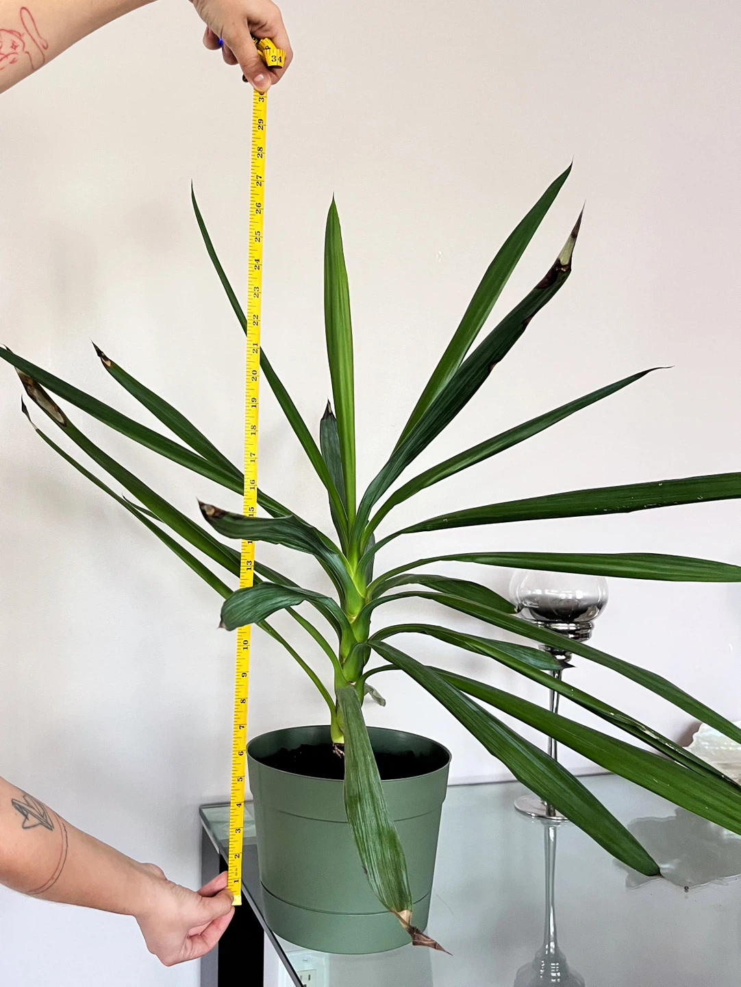 Healthy Spineless Yucca Plant – Newly Repotted in Organic Soil - photo 3
