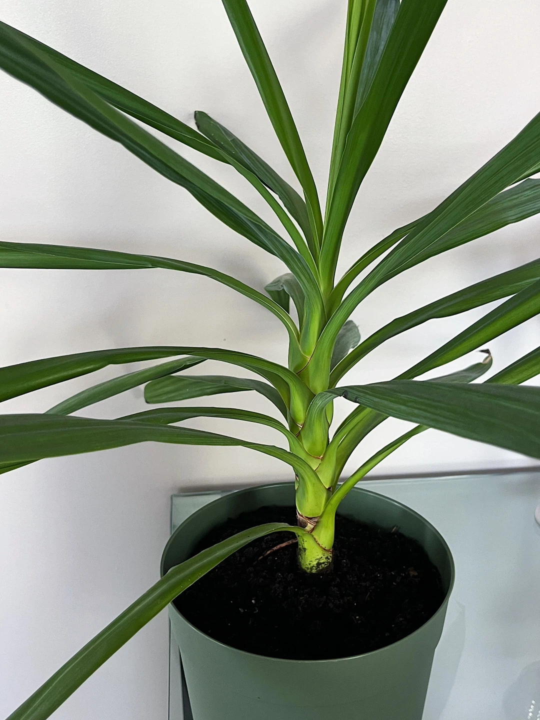 Healthy Spineless Yucca Plant – Newly Repotted in Organic Soil