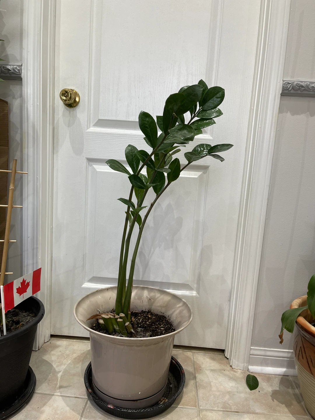 ZZ Plant in Pot