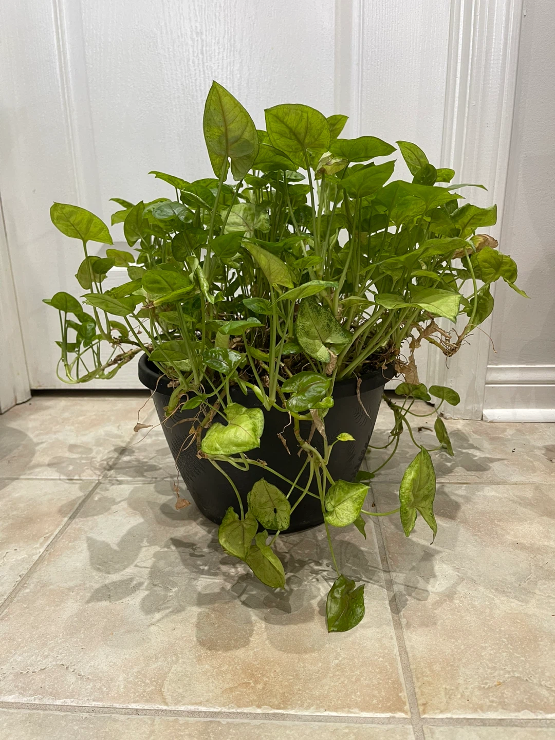 Healthy Potted Plant