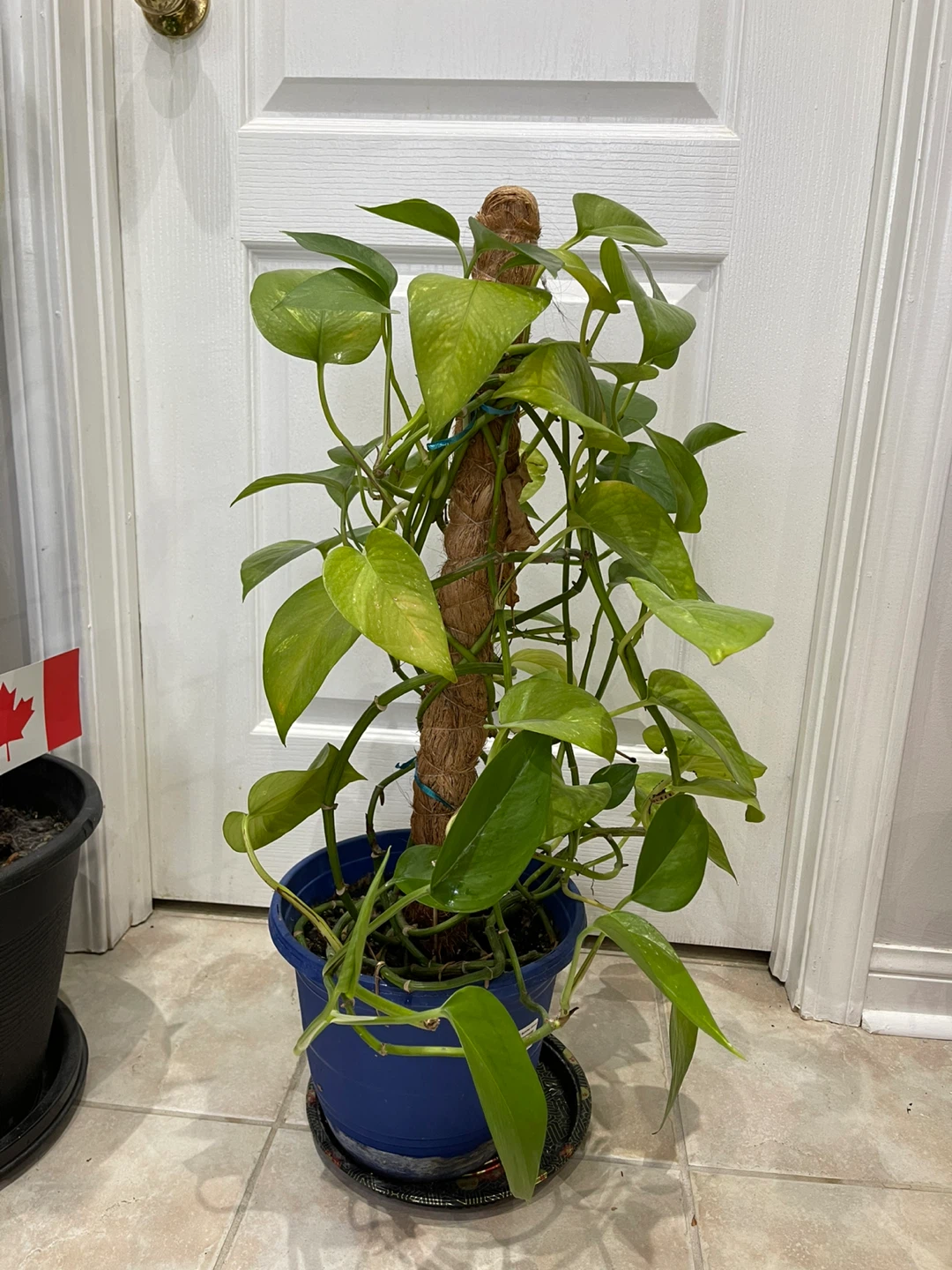 Pothos Plant with Moss Pole