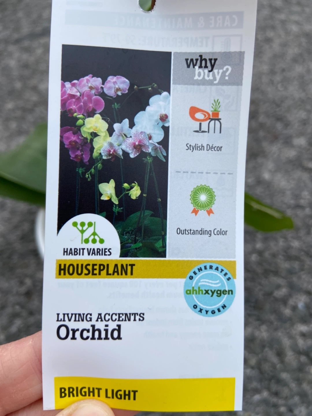 Orchid - photo 3