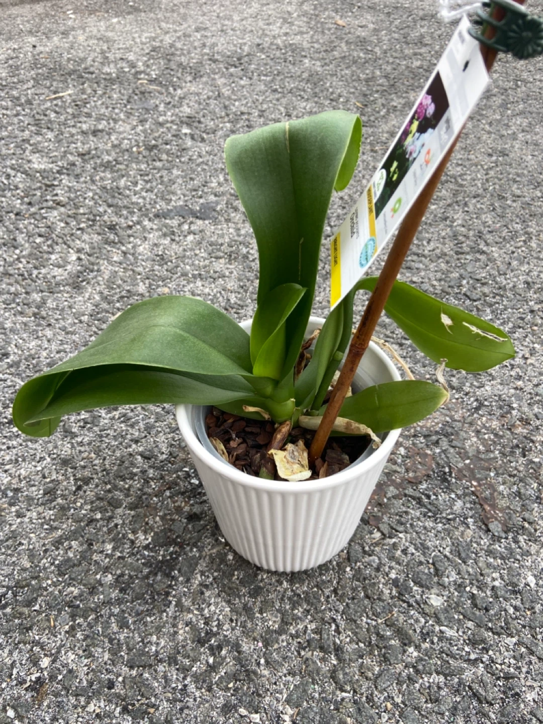 Orchid - photo 2