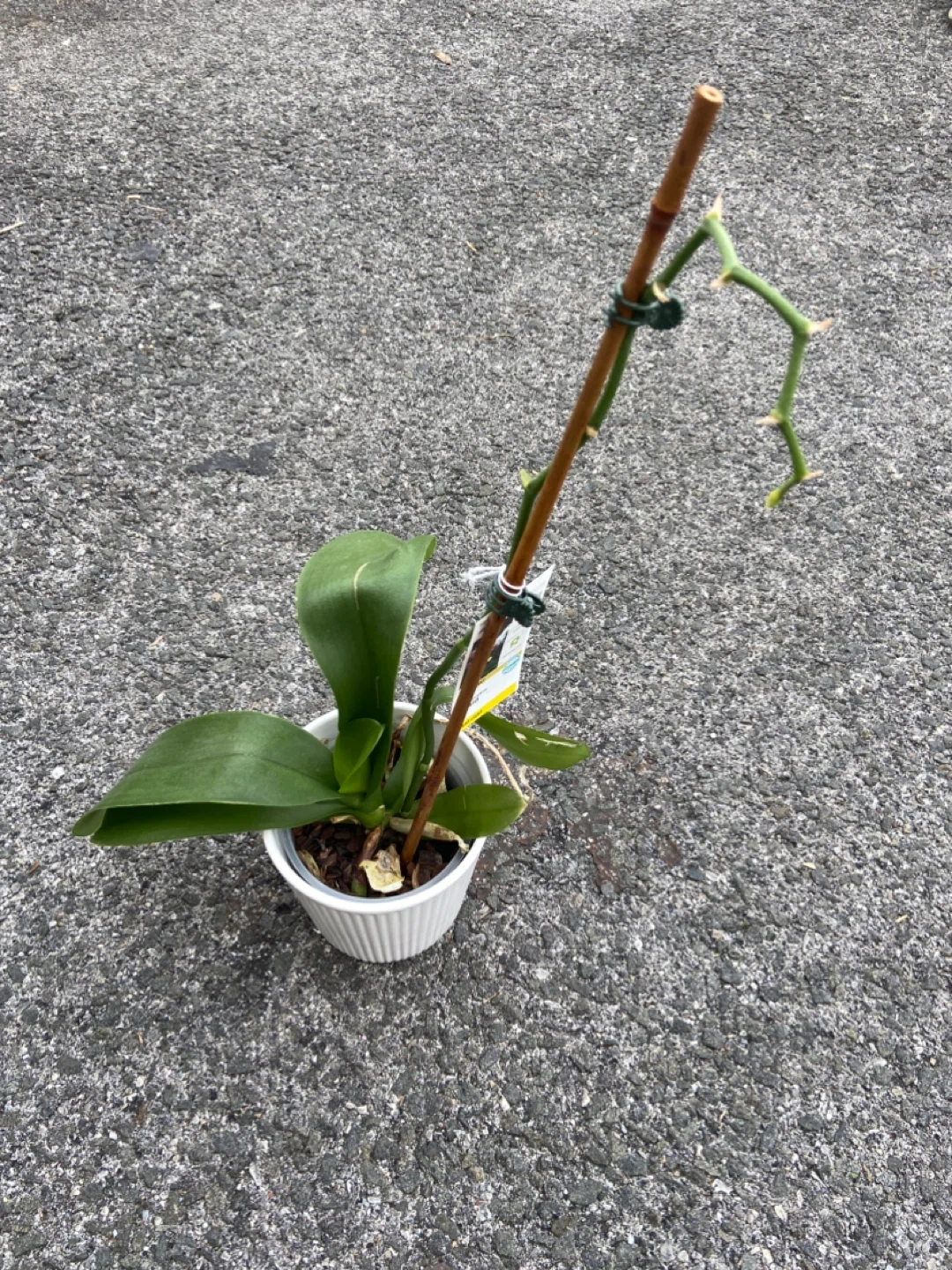 Orchid