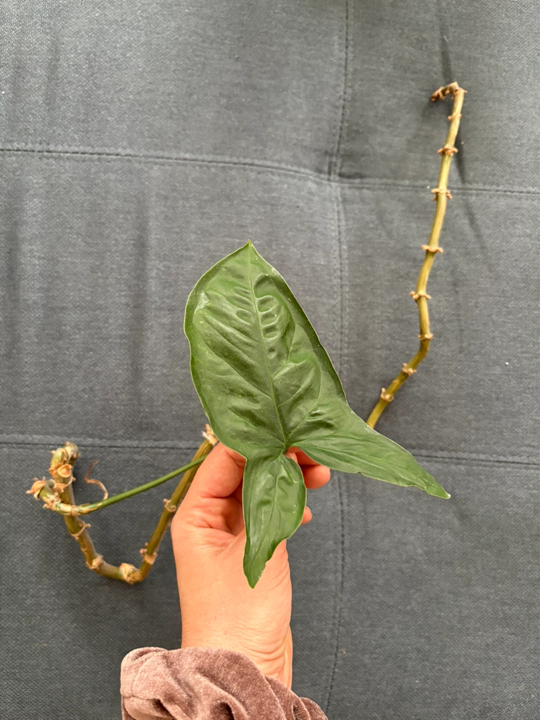 Free Arrowhead Plant Cutting
