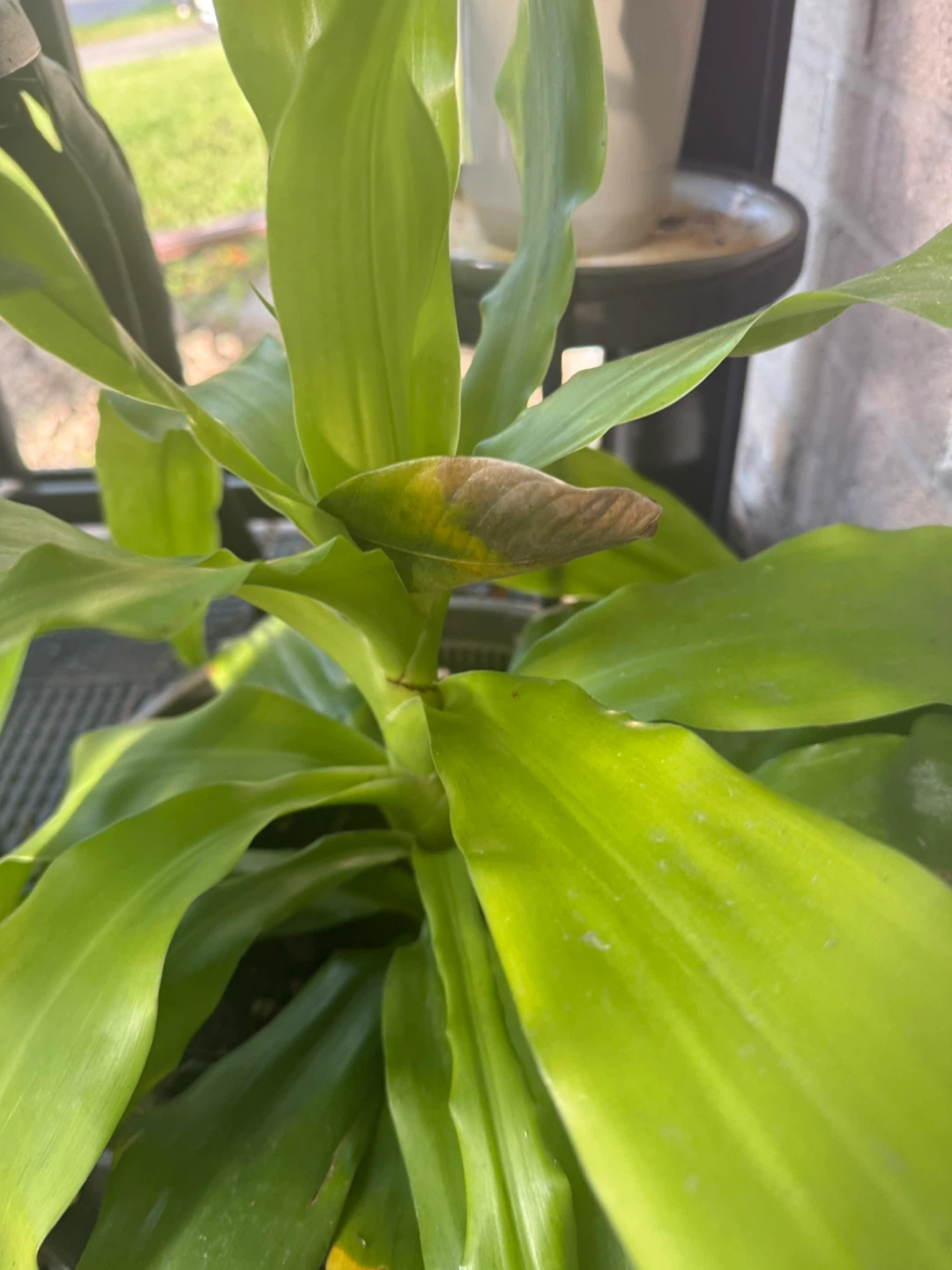 Corn Plant - photo 2
