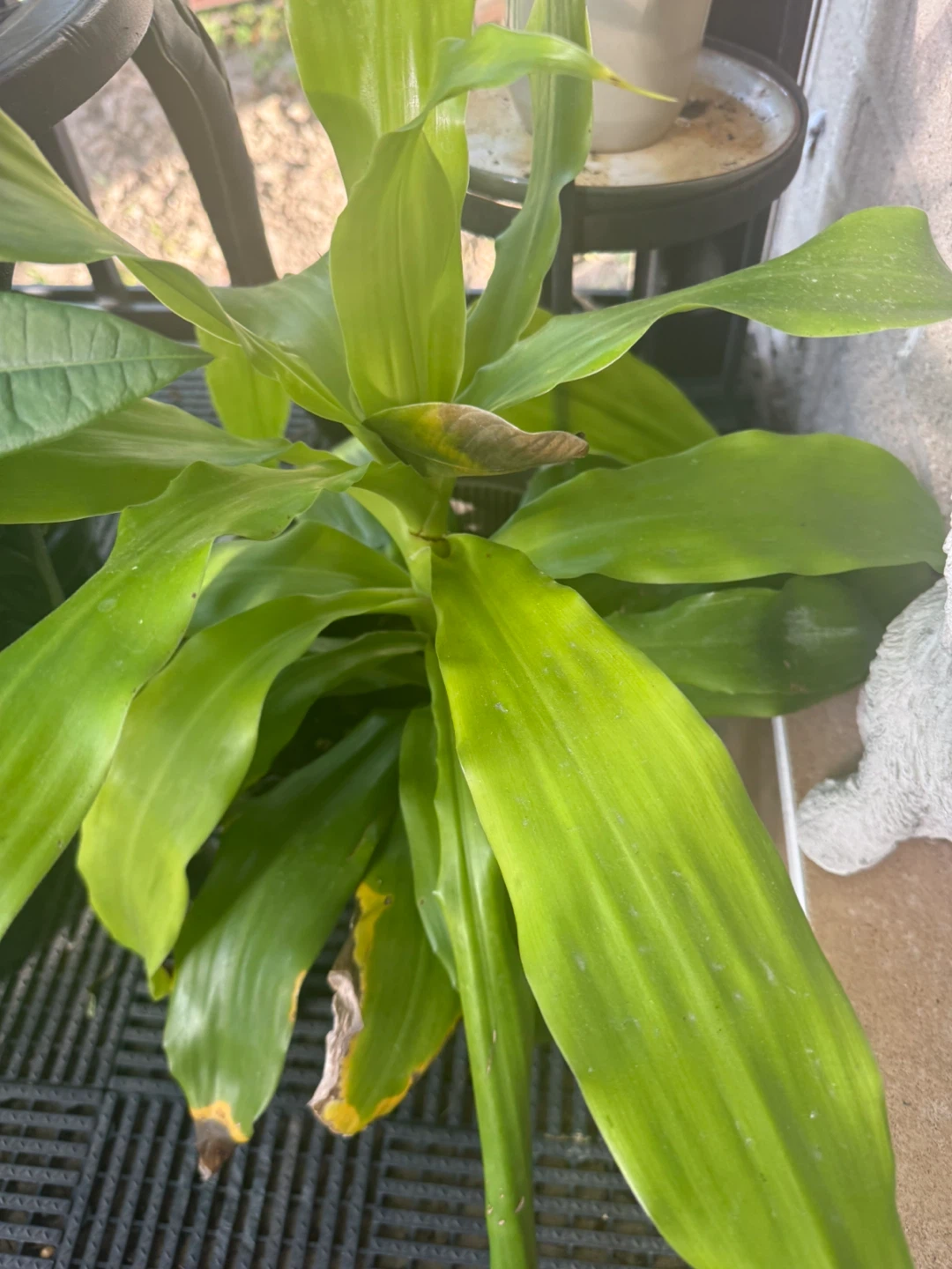 Corn Plant