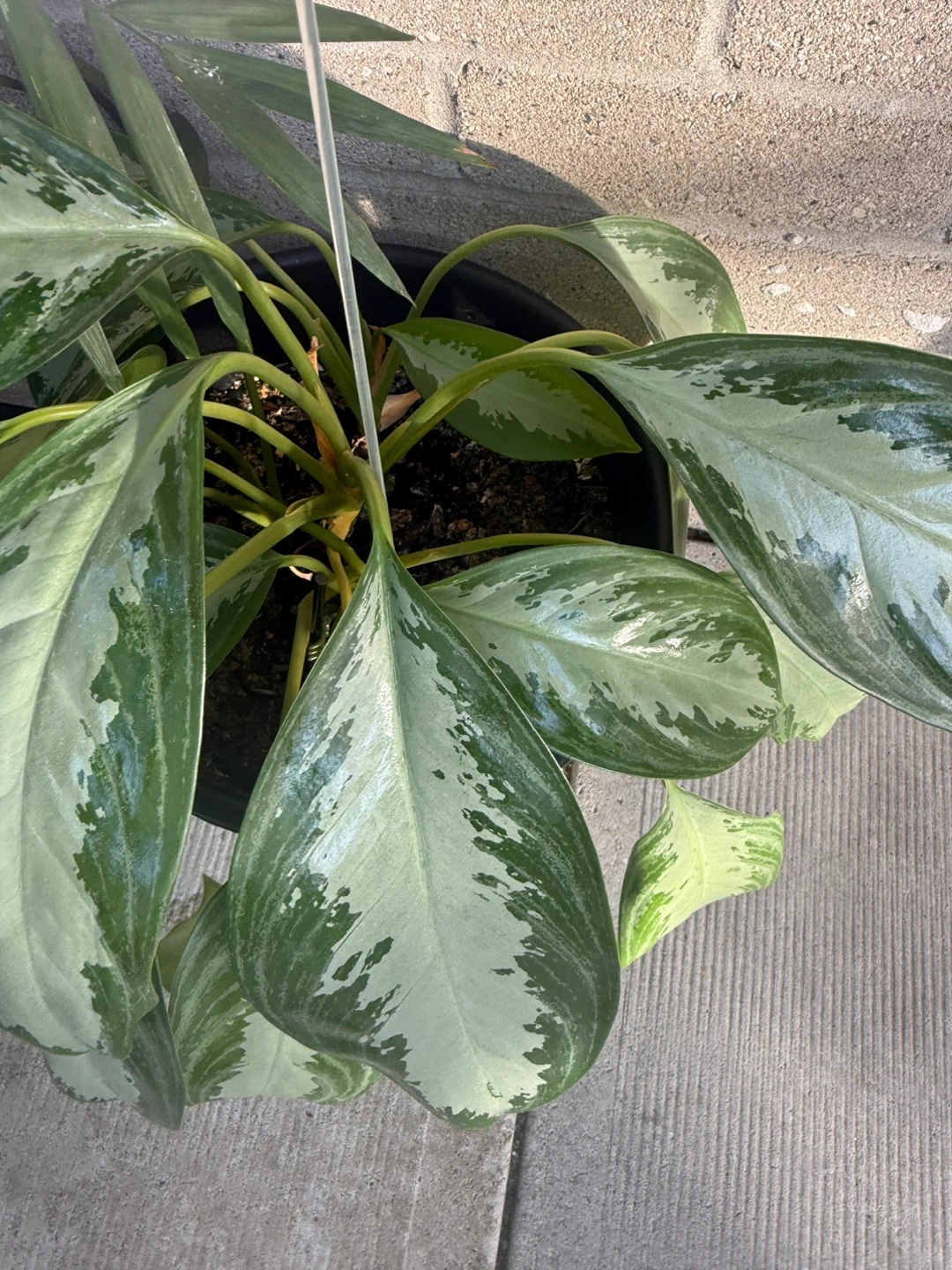 Aglaonema Plant - photo 2