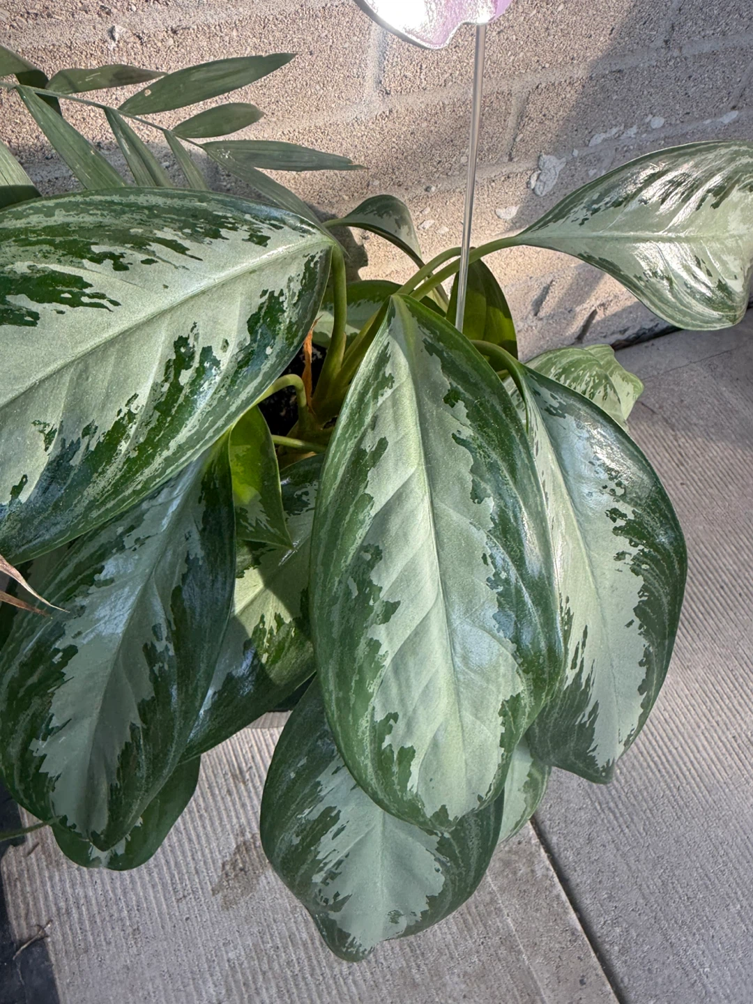 Aglaonema Plant