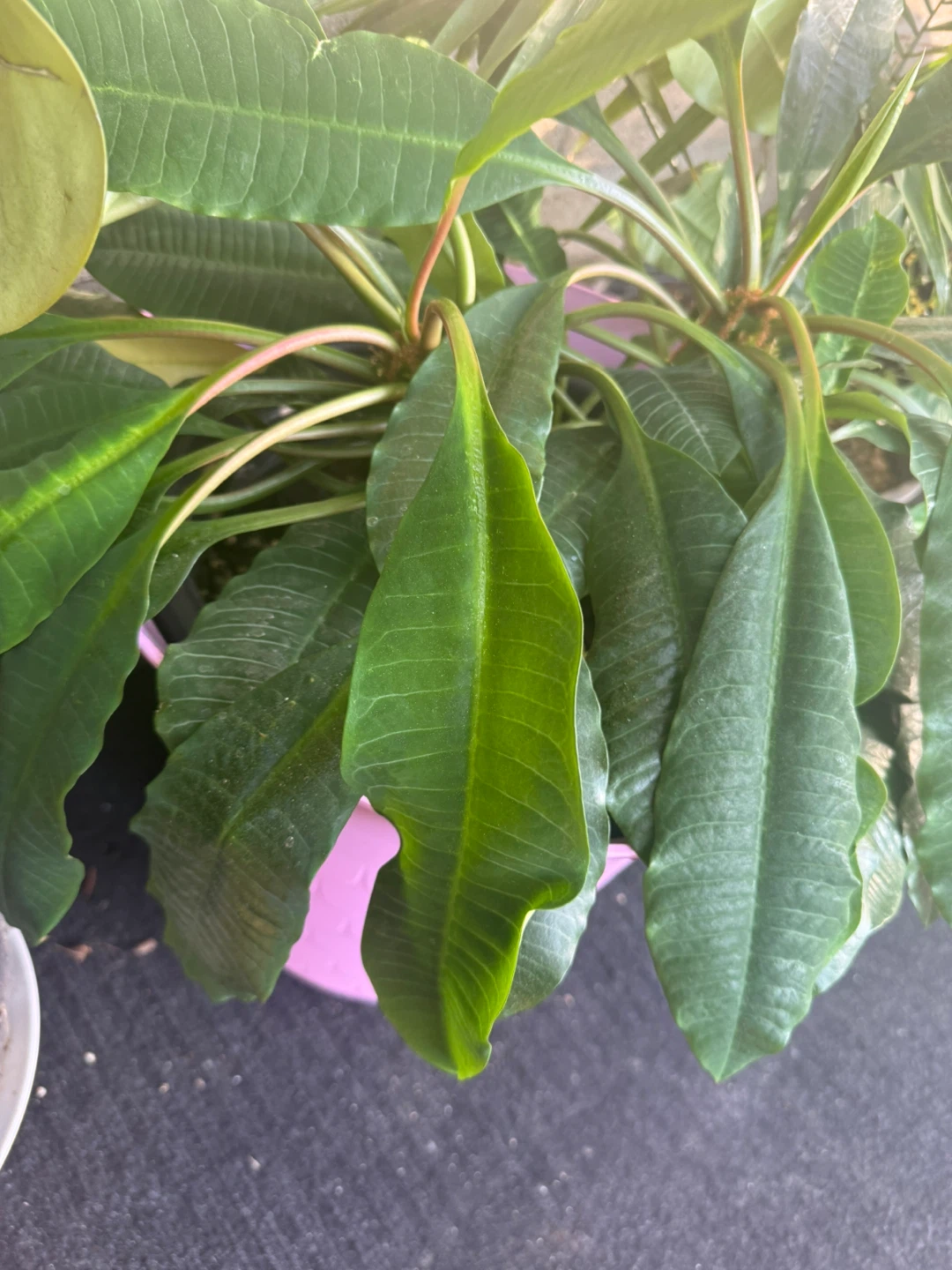 Green Potted Plant - photo 2