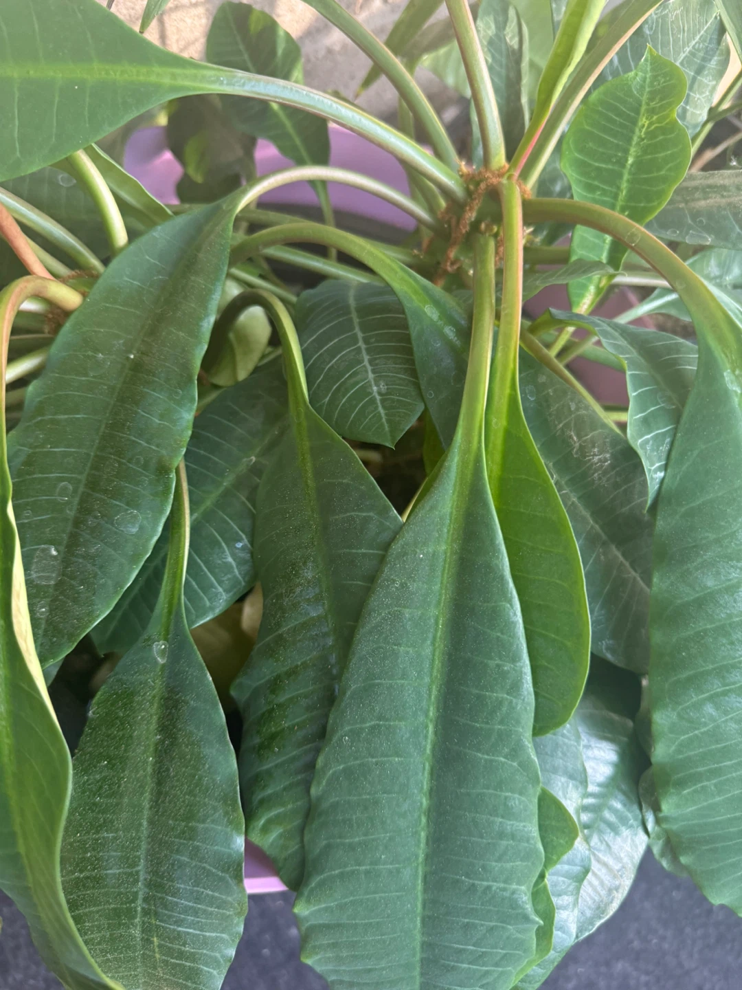 Green Potted Plant