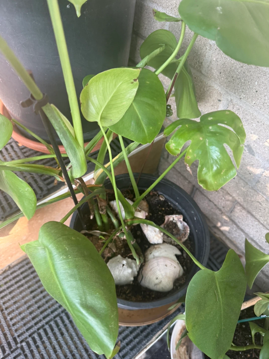 Monstera Plant - photo 2