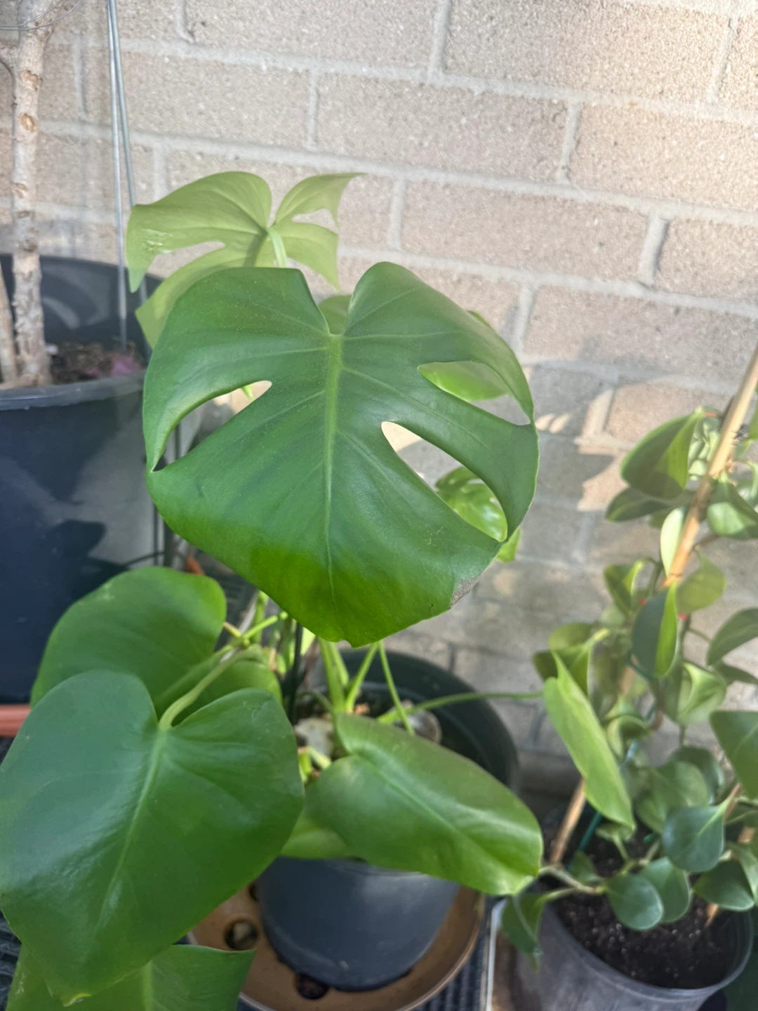 Monstera Plant