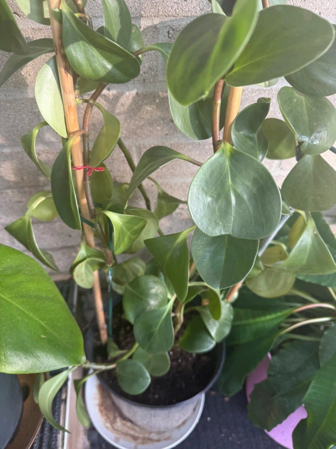 Potted Plant - photo 2