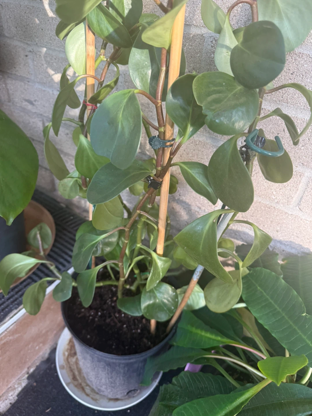 Potted Plant