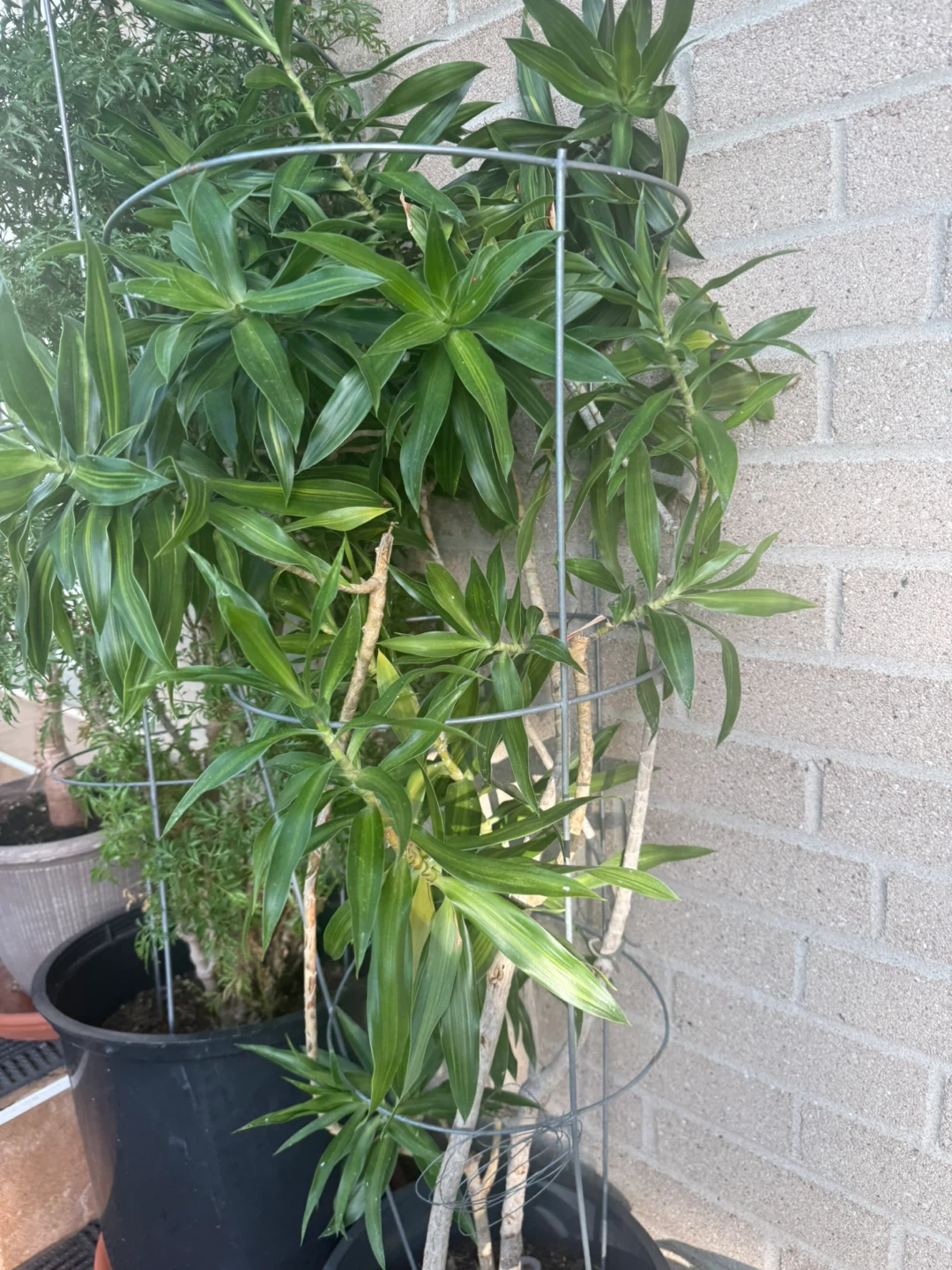 Large Dracaena Plant in Metal Trellis