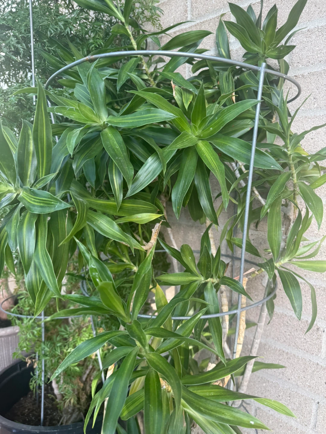 Large Dracaena Plant in Metal Trellis - photo 2