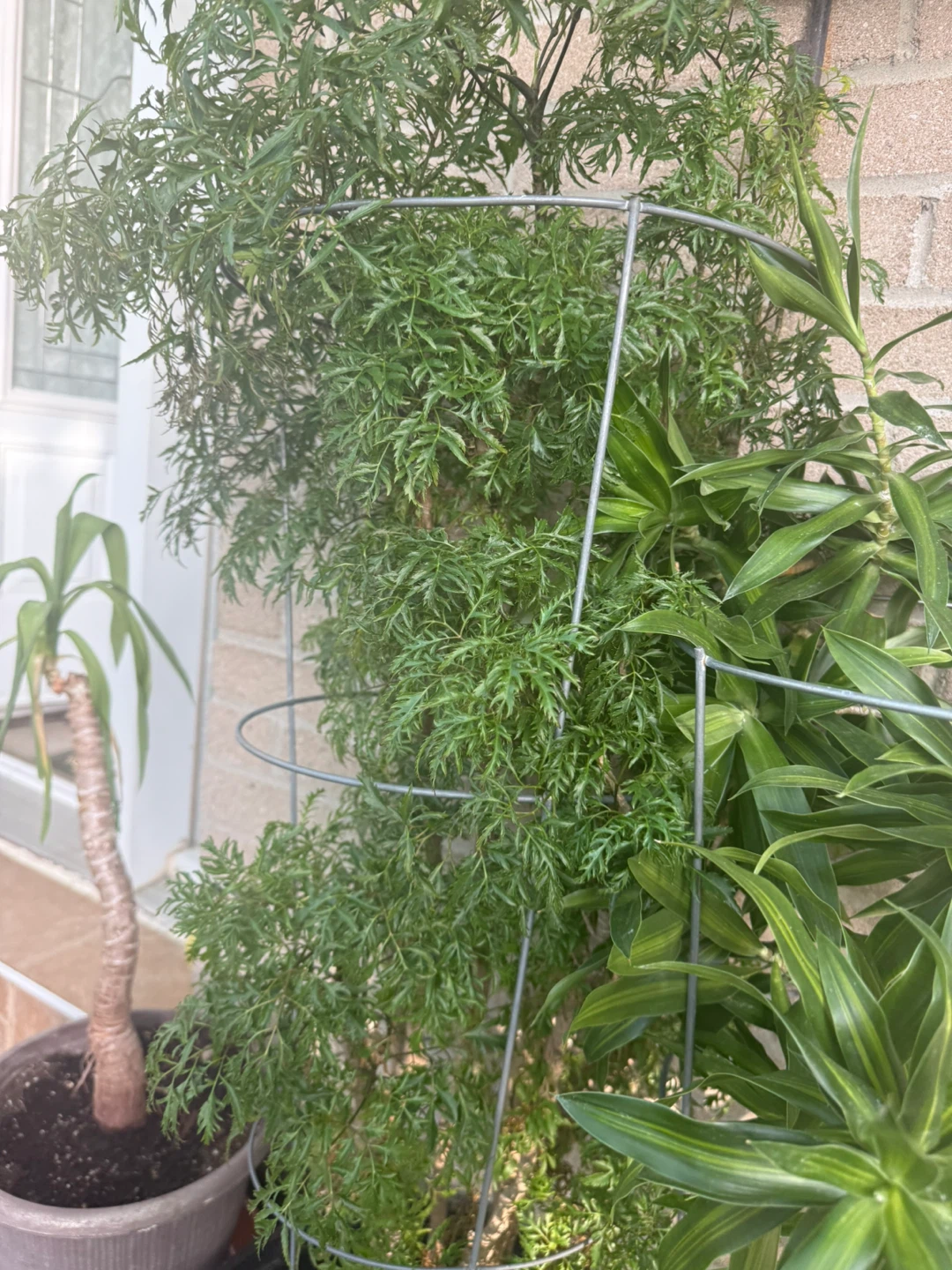 Lace Fern Plant on Trellis - photo 2
