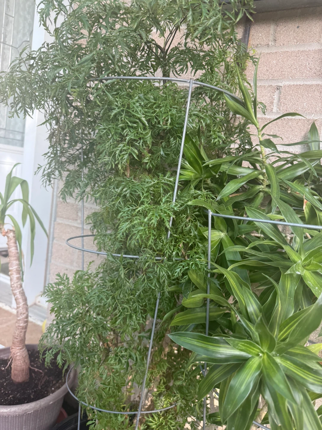 Lace Fern Plant on Trellis