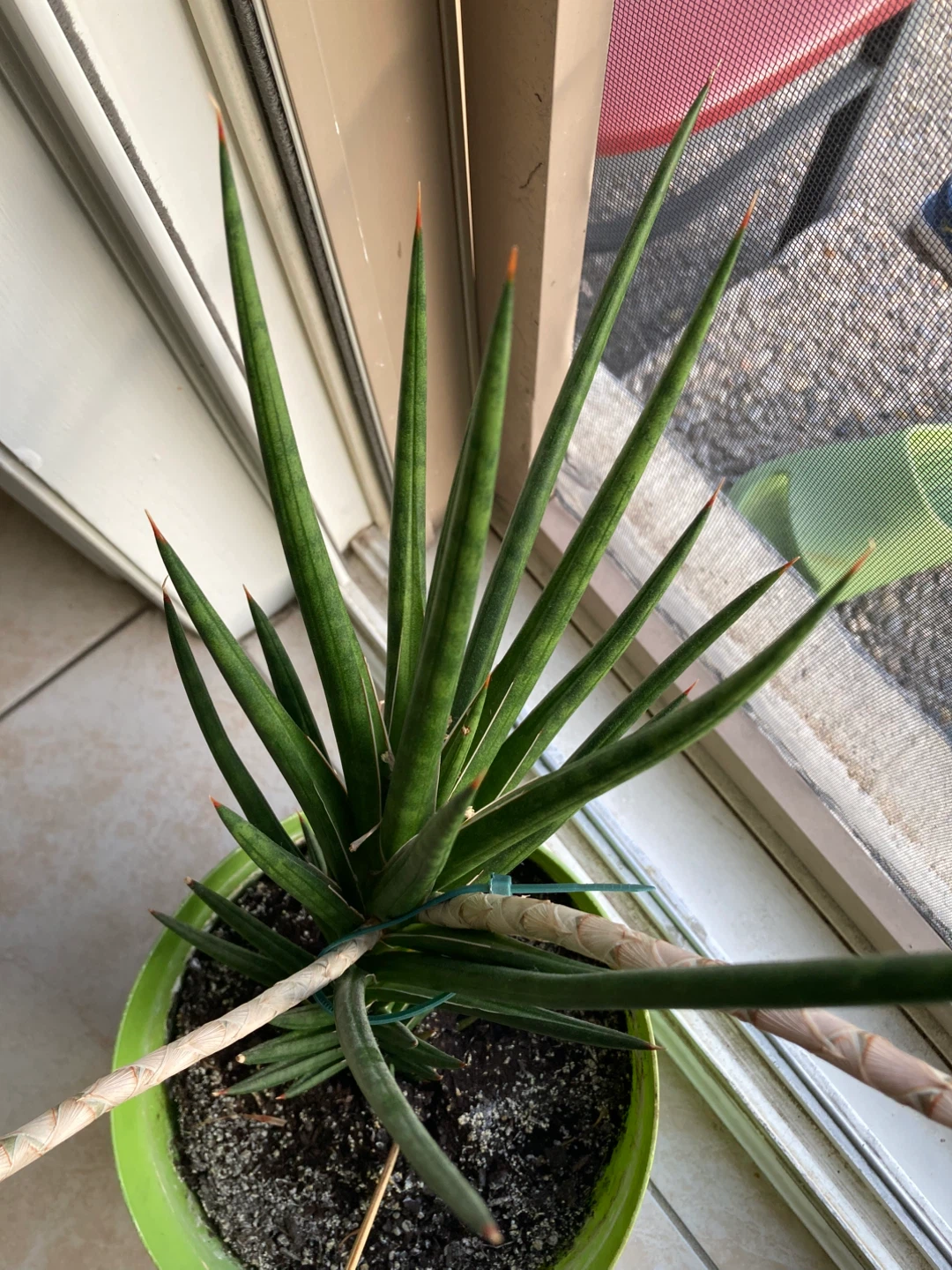 Sansevieria Cylindrica Plant