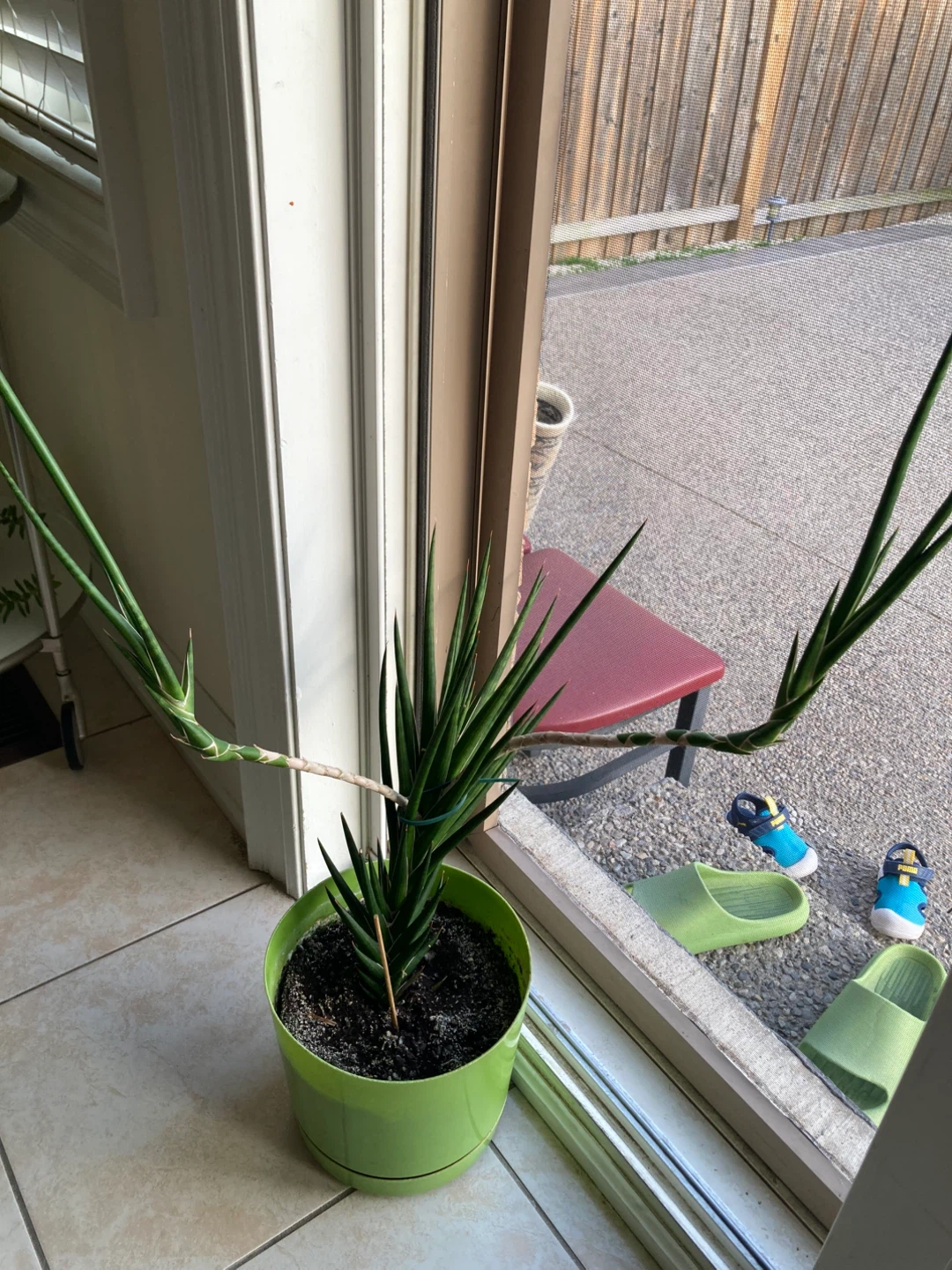 Sansevieria Cylindrica Plant - photo 4
