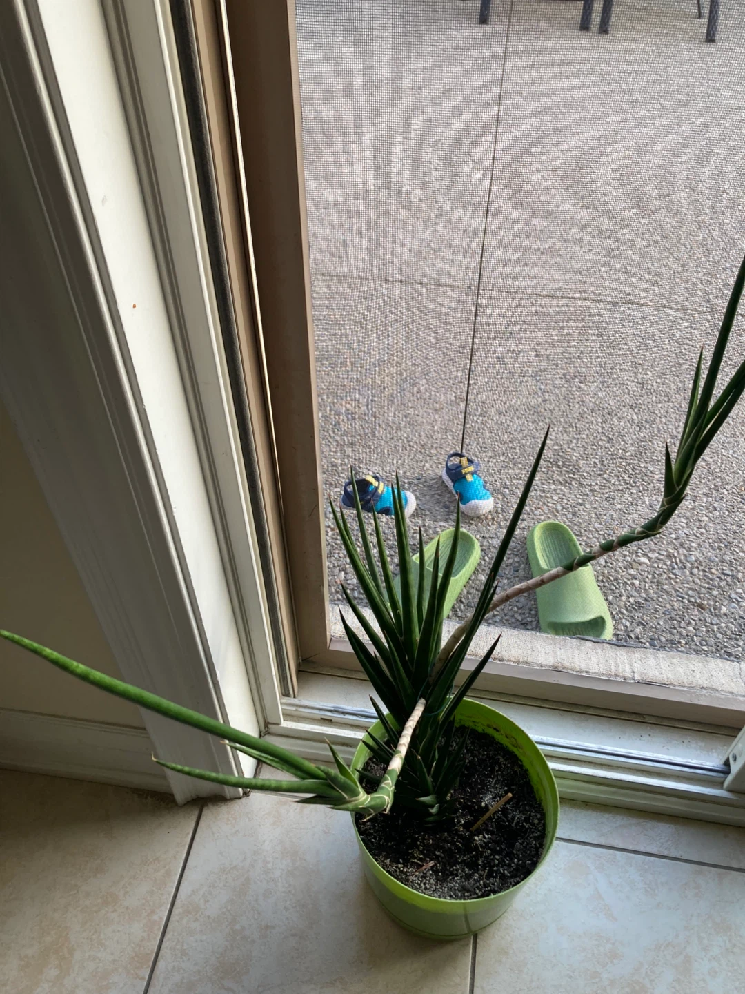 Sansevieria Cylindrica Plant - photo 3