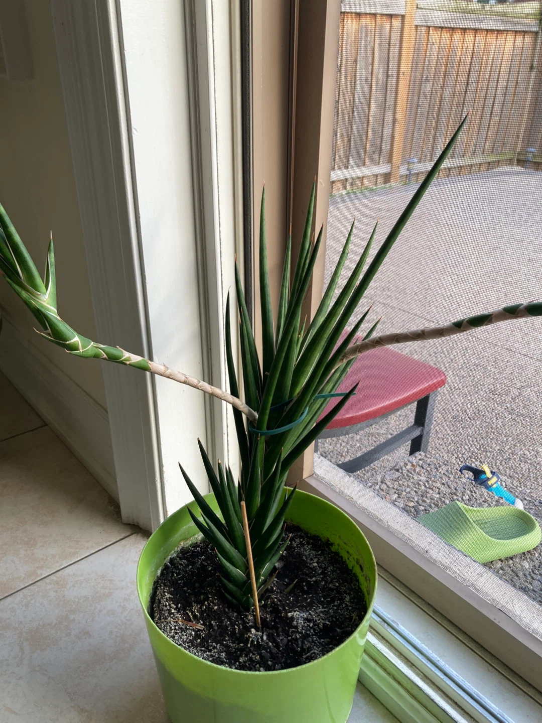 Sansevieria Cylindrica Plant - photo 2