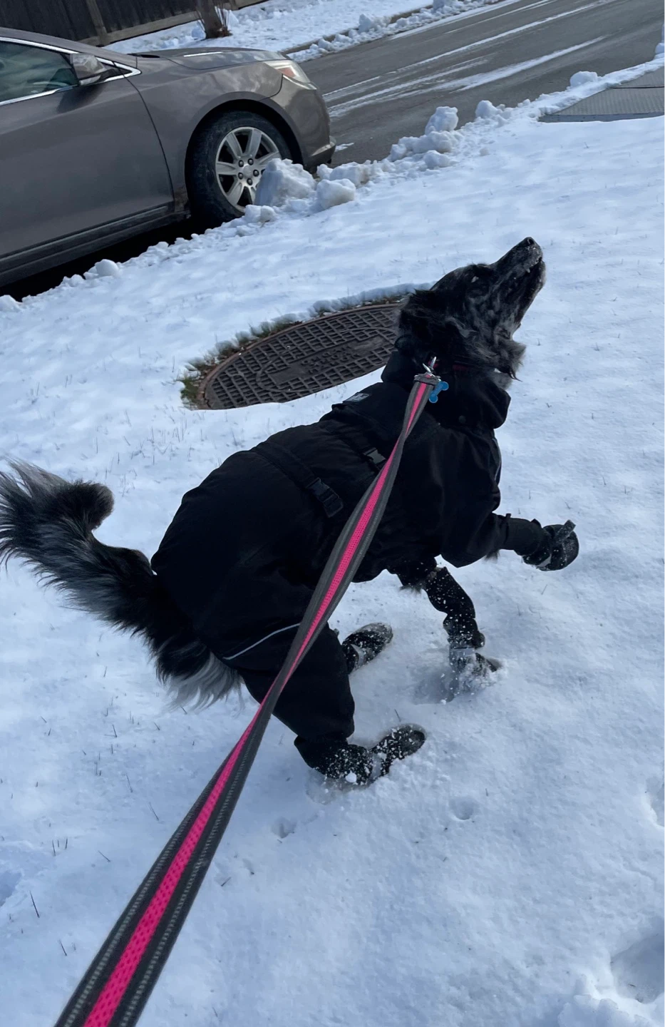 20” Dog Slushuit - photo 5