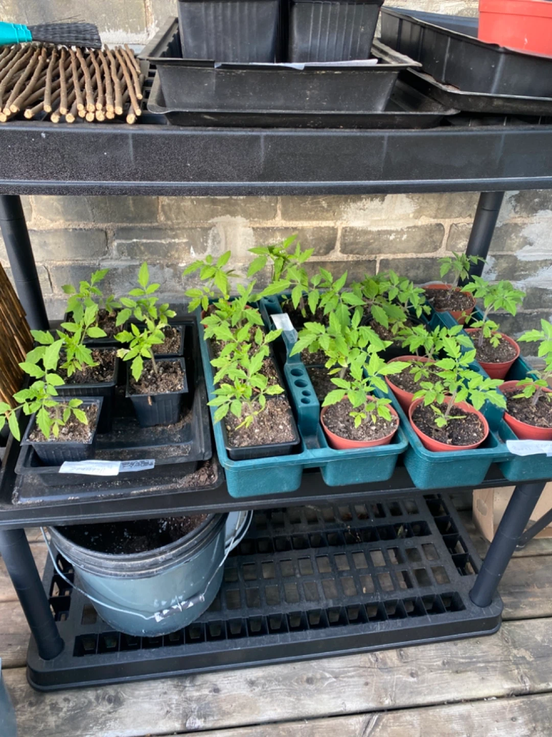 Tomato Seedling Plants for Sale