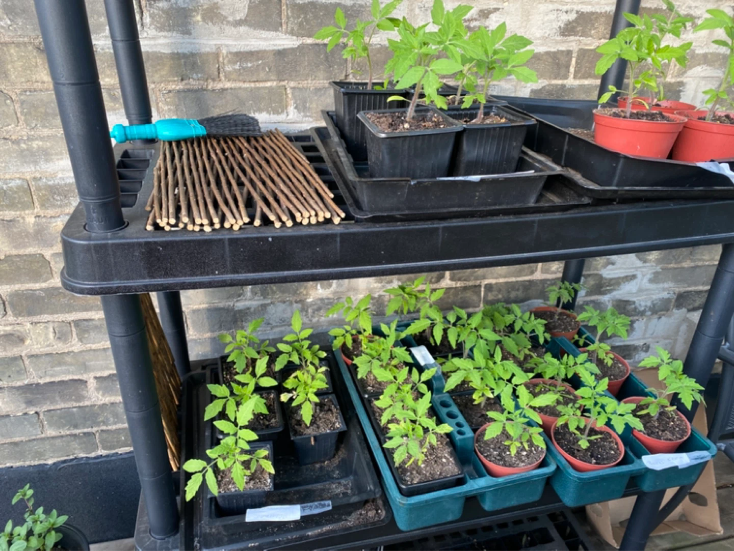 Tomato Seedling Plants for Sale - photo 2