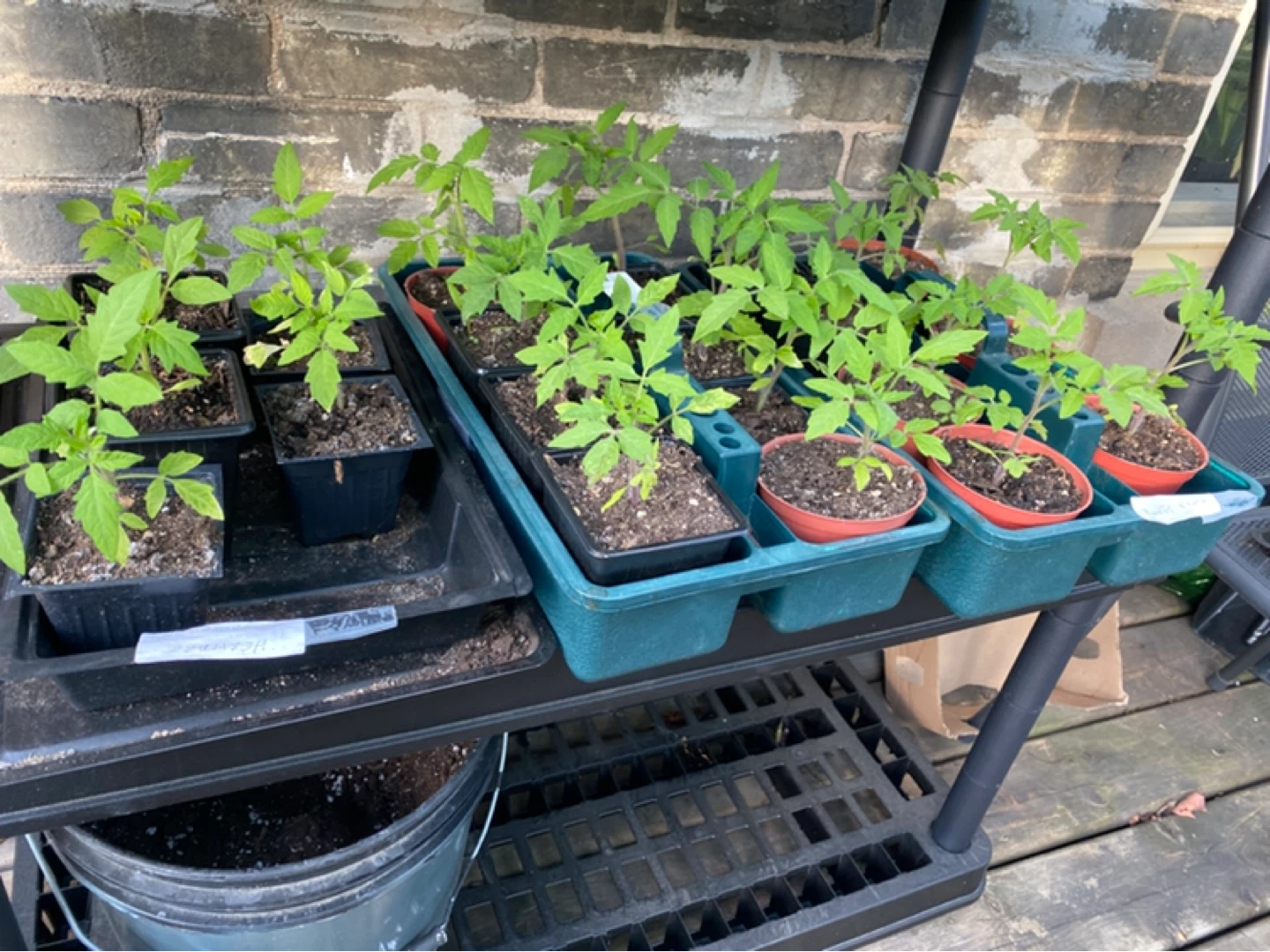 Tomato Seedling Plants for Sale - photo 3