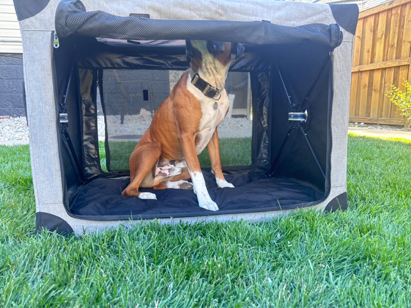 Fiorily pop-up Pet Crate - photo 3
