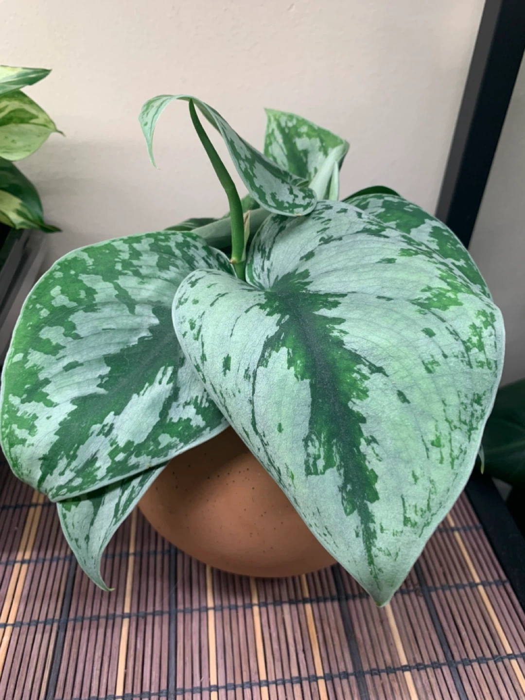 Beautiful healthy house plants - photo 4