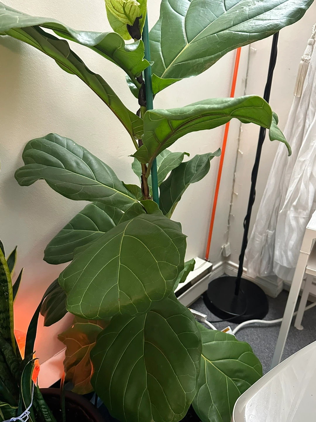 Fiddle Leaf Fig Tree - photo 2
