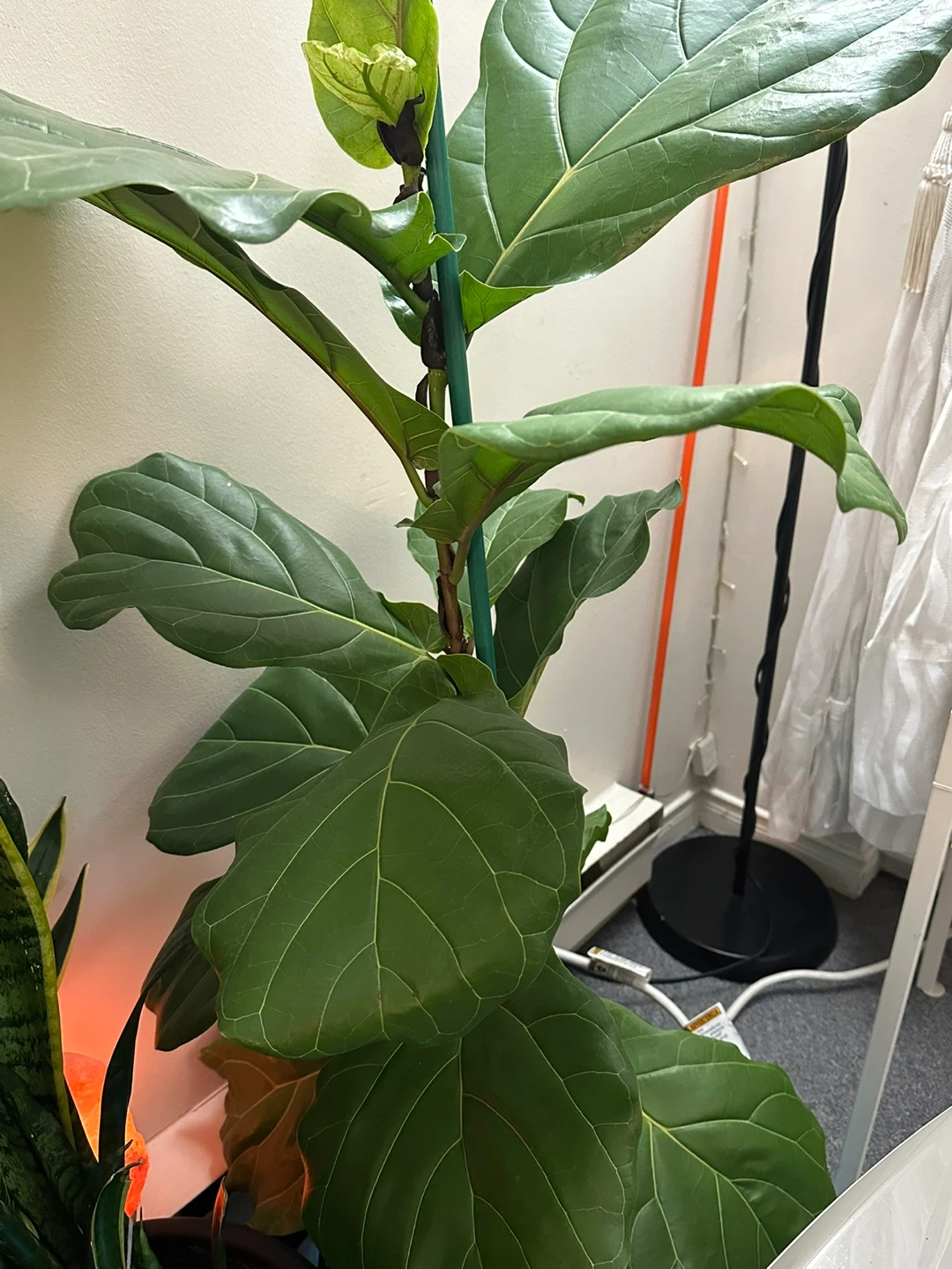 Fiddle Leaf Fig Tree - photo 4
