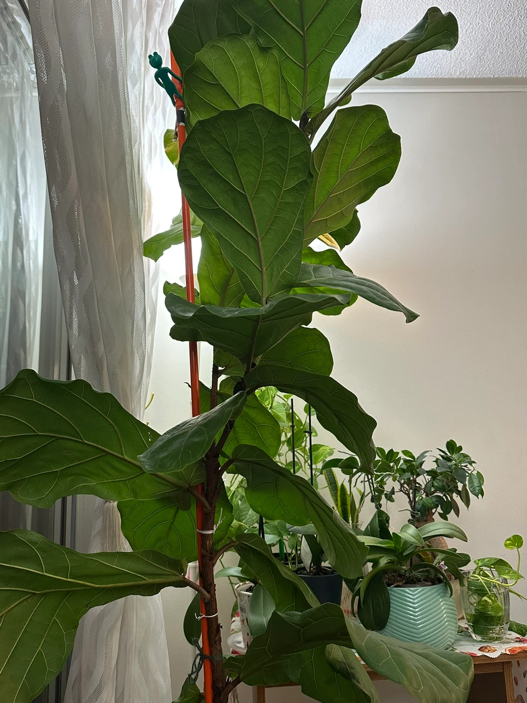 Fiddle Leaf Fig Tree
