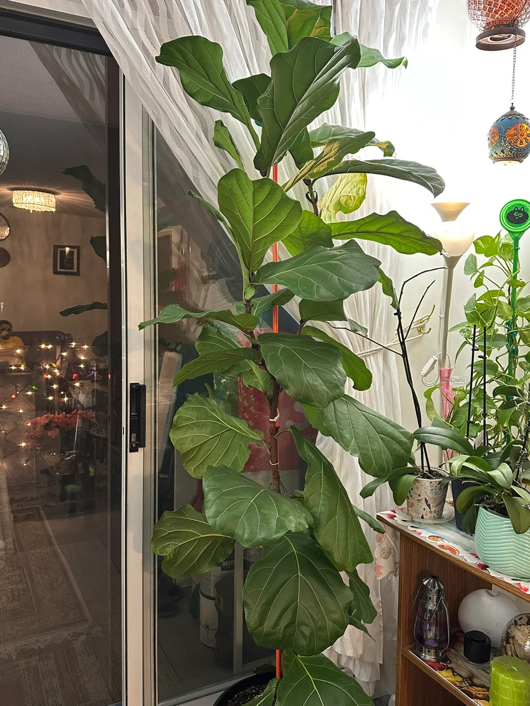 Fiddle Leaf Fig Tree - photo 3