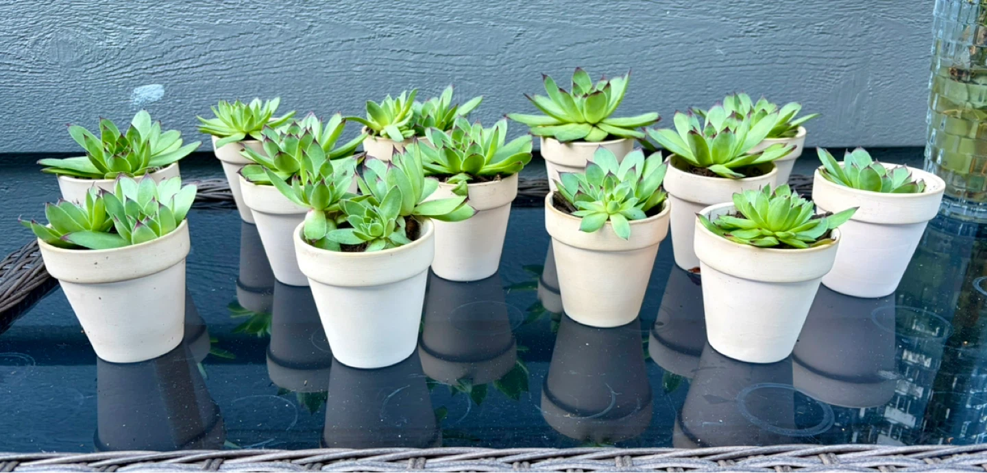 13 baby succulents in light pink terracotta pots. - photo 2