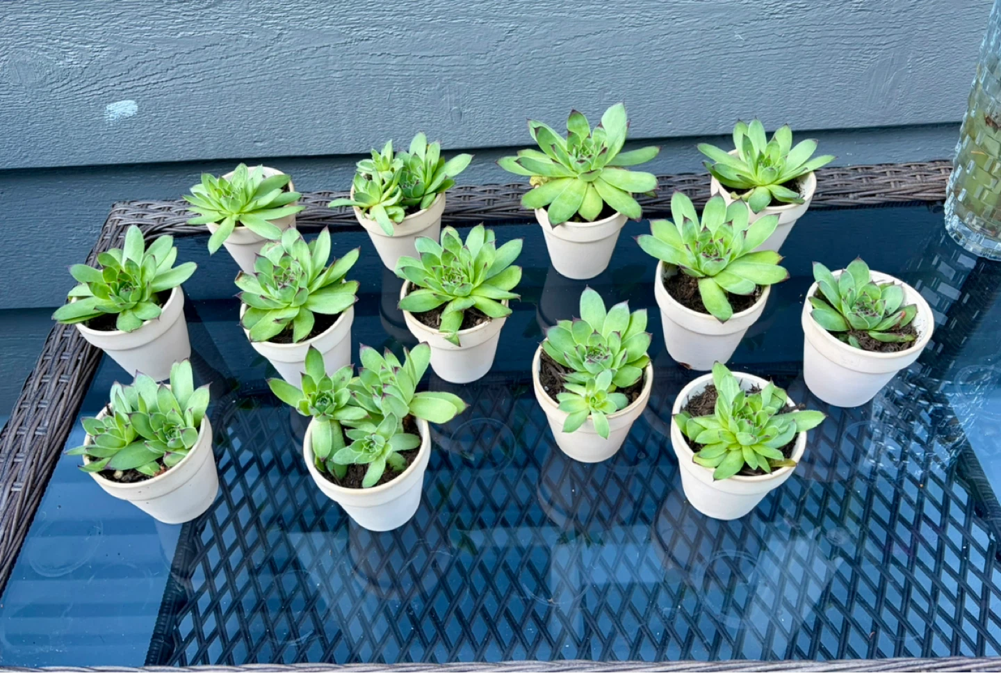 13 baby succulents in light pink terracotta pots.